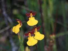 Cyrtochilum aureum