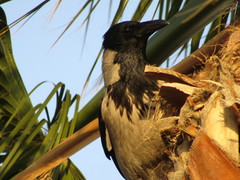 Corvus cornix