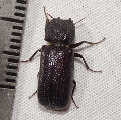 Apatides fortis