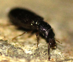 Salpingus planirostris