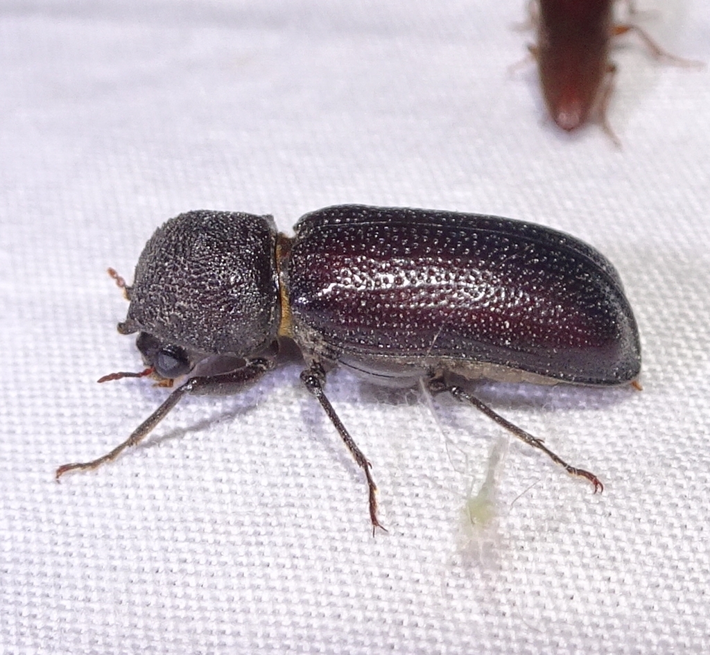 Apatides fortis