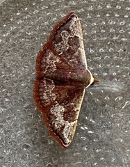 Corgatha chionocraspis