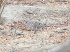 Turtur abyssinicus