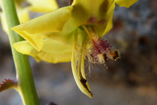 Verbascum capitis-viridis image