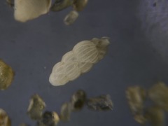 Uvigerina peregrina