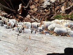 Trametes versicolor image