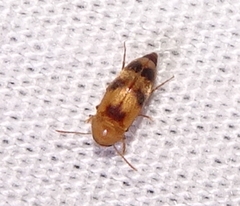 Diclidia