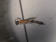 Eparces quadriceps