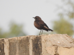 Myrmecocichla aethiops