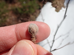 Dasineura serrulatae