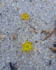 Bulbine esterhuyseniae
