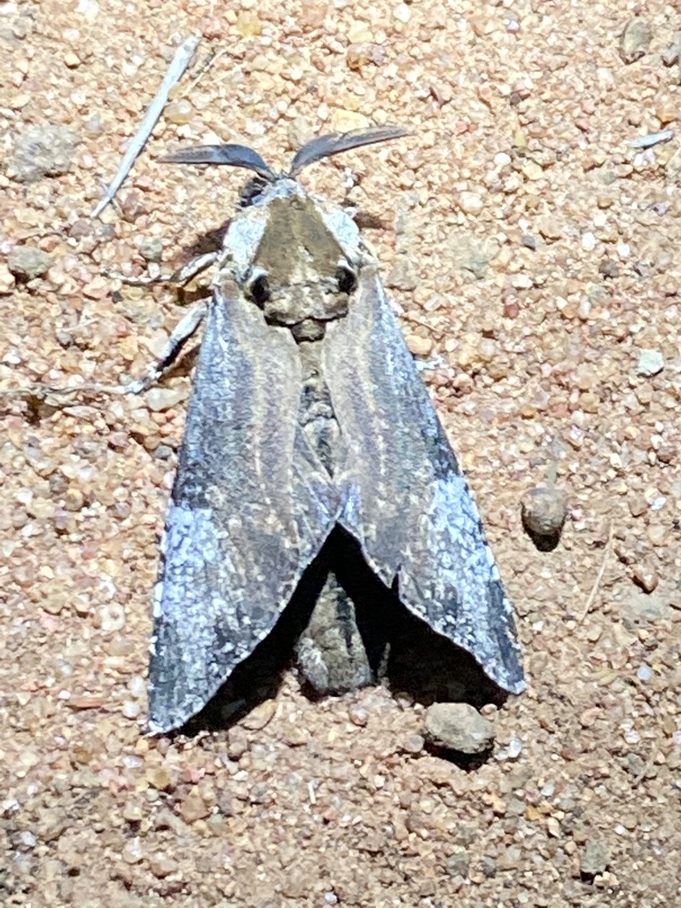 Macrocossus toluminus