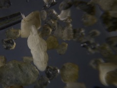 Uvigerina peregrina