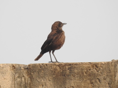 Myrmecocichla aethiops