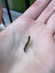 Cydalima perspectalis
