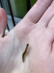 Cydalima perspectalis