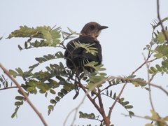 Myrmecocichla aethiops