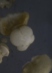 Globigerina bulloides