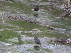 Gallinula chloropus