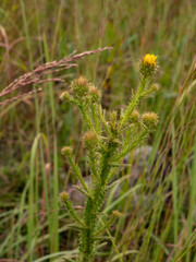 Berkheya echinacea echinacea