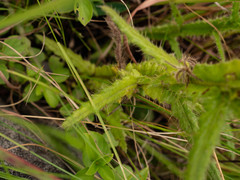 Berkheya echinacea echinacea