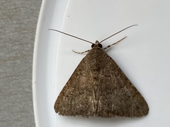 Pandesma robusta