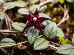 Brachystelma bruceae bruceae
