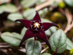 Brachystelma bruceae bruceae