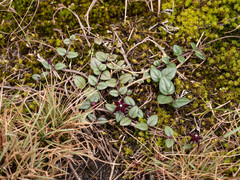 Brachystelma bruceae bruceae