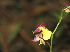 Cyrtochilum aureum