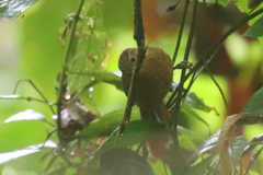 Syndactyla subalaris