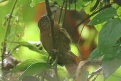 Syndactyla subalaris