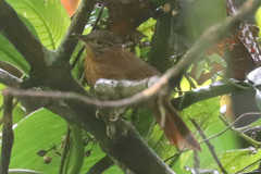 Syndactyla subalaris