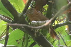 Syndactyla subalaris