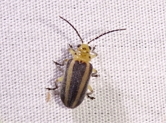 Derospidea brevicollis