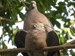 Columba palumbus