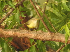 Eremomela pusilla