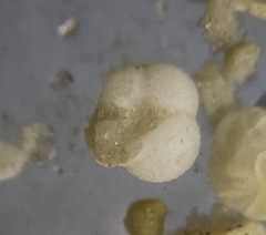 Globigerina bulloides