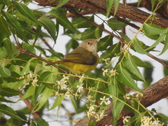 Eremomela pusilla