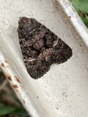 Tycomarptes inferior