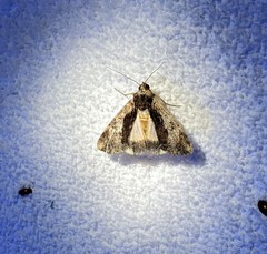 Ulotrichopus primulina