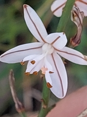 Asphodelus fistulosus