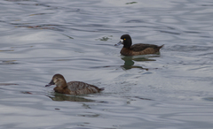 Aythya ferina