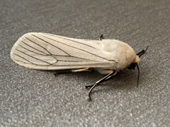 Ustjuzhania lineata