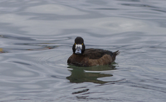 Aythya ferina