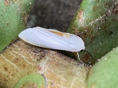 Ustjuzhania lineata