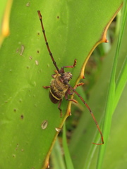 Deretrachys juvencus