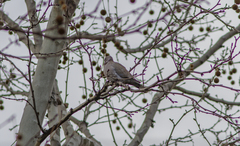 Streptopelia decaocto