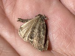 Hemiloxia maditata