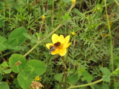 Palpada ruficeps